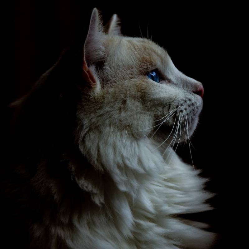 The Library of Babel