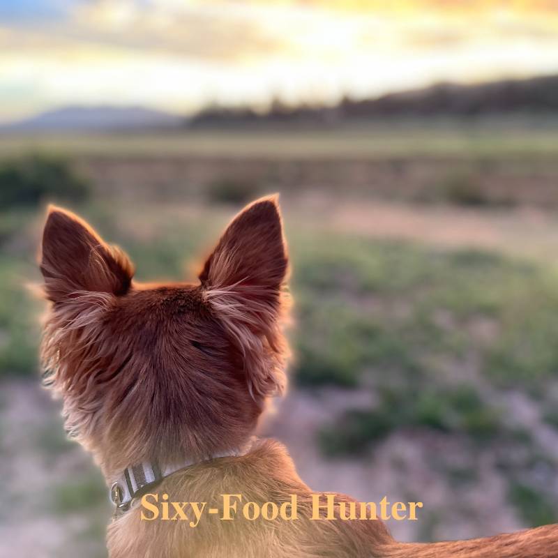 Sixy-Food Hunter